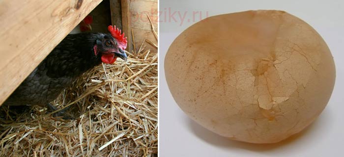 Тонкая скорлупа у куриных яиц причины