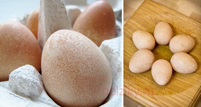 Какая польза цесариных яиц