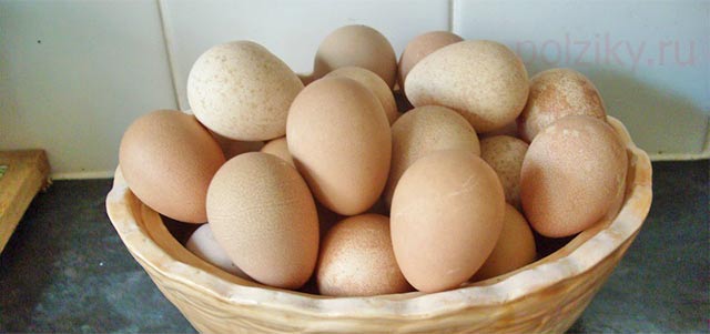 Чем полезны яйца цесарки