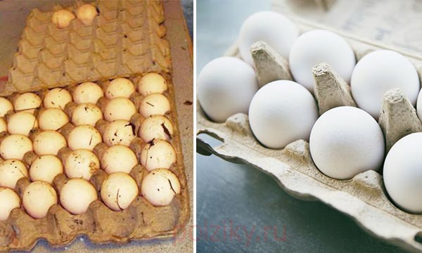 Как найти сальмонеллу в яйце