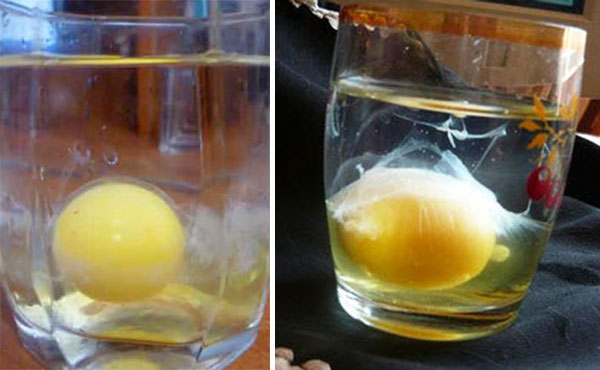 Чистое яйцо после выкатывания